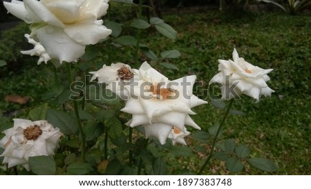 Selective focus picture of white roses in the morning