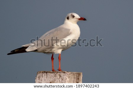 
The black-headed gull (Chroicocephalus ridibundus) is a small gull that breeds in much of the Palearctic including Europe and eastern Canada. Most of the population is migratory but some birds reside Royalty-Free Stock Photo #1897402243