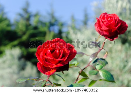 Red roses on a bush grow in the park .