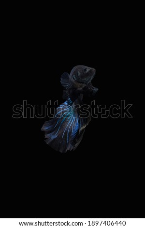 Front view angle of Black Blue Mamba Avatar halfmoon betta splendens siamese fighting fish isolated on black color background. Image photo