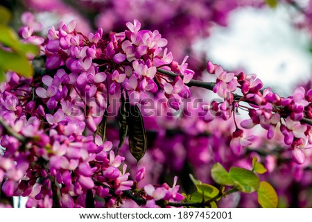European Cercis, or Judas tree, or European scarlet. Close-up of pink flowers of Cercis siliquastrum. Cercis is a tree or shrub, a species of the genus Cercis of the legume family or Fabaceae. Royalty-Free Stock Photo #1897452001