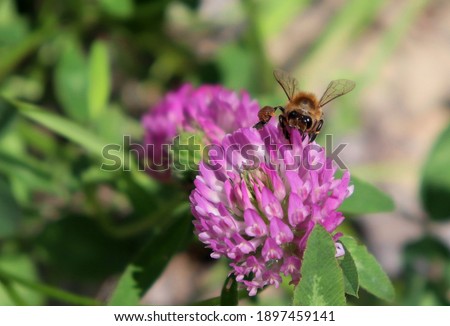 Macro honeybee pollinating purple blooming Clover flower. Apis Mellifera bee on trefoil blossom. Pollen baskets full, front view.Closeup, detail, bokeh blur background, copy space.Soft selective focus