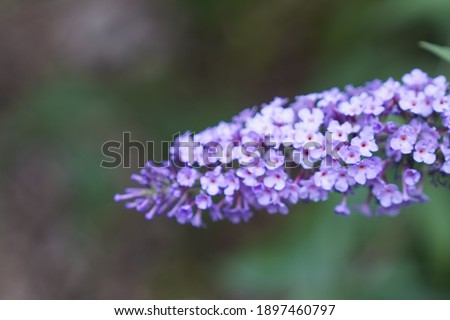 Purple flower with green leaves and “bokeh” effect in the background 