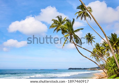 Tropical beach with coconut palm trees on a sunny summer day.
