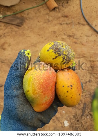 Organic yellow mango harvested on mango-tree in Brazil