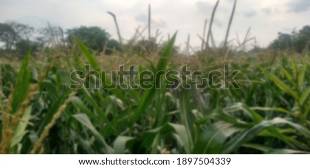 Blurry  picture of a corn field