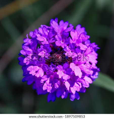Beautiful macro of a nice purple flower