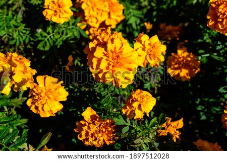 Large group of orange tagetes or African marigold flowers in a a garden in a sunny summer garden, textured floral background photographed with soft focus