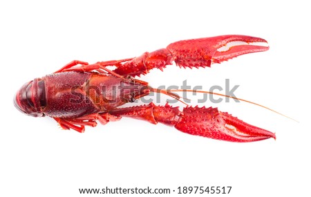 Top view of one single crayfish. Studio photo isolated on white background. Selective focus on object. Royalty-Free Stock Photo #1897545517
