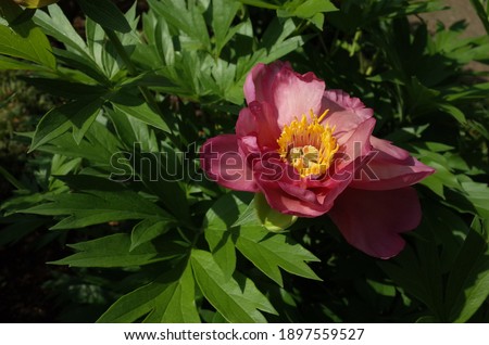 Light Pink Flowers of Peony in Full Bloom
