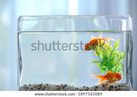 Beautiful bright goldfish in aquarium, closeup view