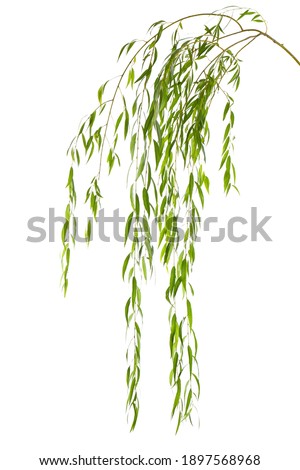 Beautiful willow tree branches with green leaves on white background Royalty-Free Stock Photo #1897568968