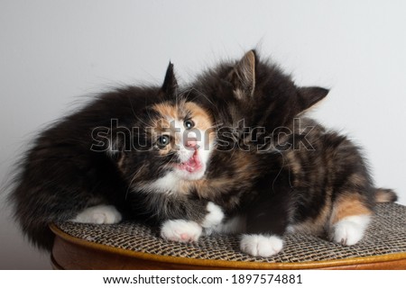 Two kittens playing on a bed. Baby cats being active and silly. Siblings play with each other to learn and socialize. Brother and sister together.