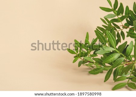 Natural beige background with a branch with green leaves. Front view, Copy space for text.