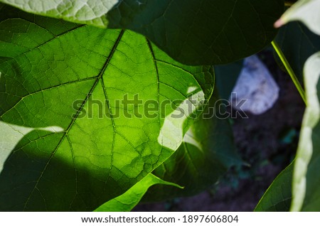 Abstract image of Catalpa leaves in the garden. Selective focus, blurred background. Family name Bignoniaceae, Scientific name Catalpa