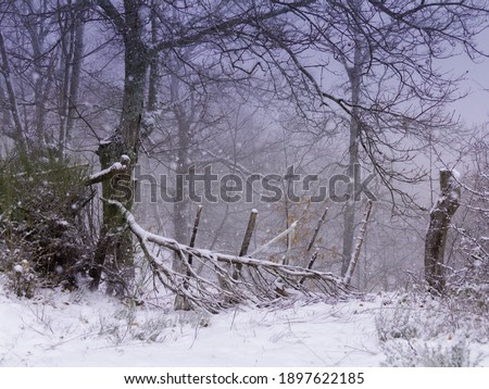 A beautiful shot of a snowy park with a tree fallen on the ground
