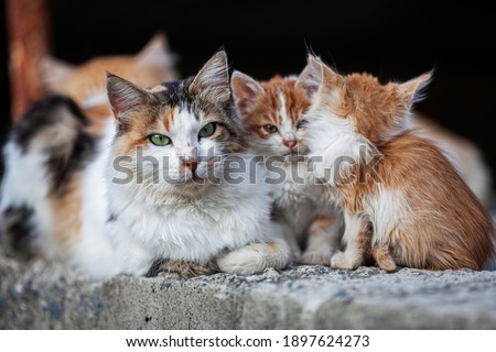 Stray cats on the streets of Cyprus Royalty-Free Stock Photo #1897624273