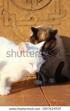 Two Cats Sitting on the Wooden Porch Siamese and White Kittens with Black Tails