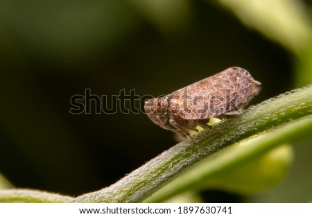Macro of the Brown planthopper on green leaf in the garden.  Nilaparvata lugens (Stal) on blurred of green background. Royalty-Free Stock Photo #1897630741