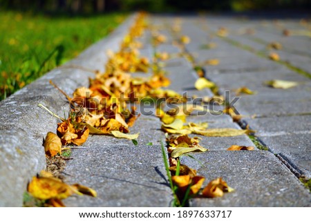 Out of focus. Yellow dry leaves of trees lie on the road