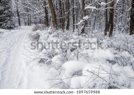 Winter wonderland covered by snow