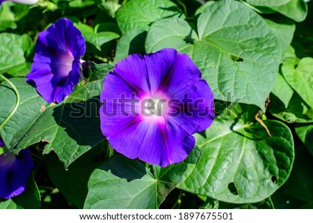 Two delicate vivid blue and pink flowers of morning glory plant in a a garden in a sunny summer garden, outdoor floral background photographed with soft focus Royalty-Free Stock Photo #1897675501