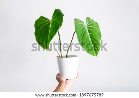 Hand holding Philodendron Gloriosum in white ceramic pot with isolated white background Royalty-Free Stock Photo #1897675789