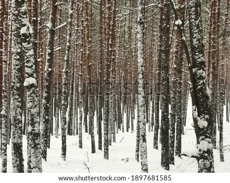 Winter pine forest covered with fresh snow Royalty-Free Stock Photo #1897681585