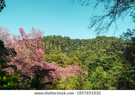 The spring flowers of a cherry blossom tree in forest