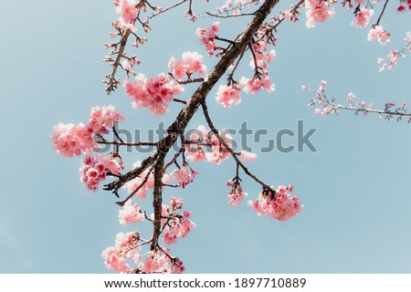 Pink Cherry Blossom in Springtime, Sakura Flowers Blossoming With Branches Against Blue Sky Background. Abstract Nature Backgrounds of Beautiful Sakura Flower Blossoming in Spring Season.