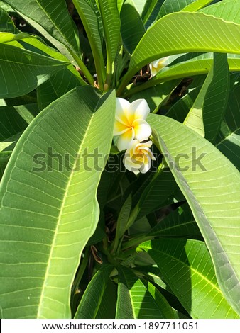 Magnolia, flowers, nature, symbol, The beauty of nature, blossom