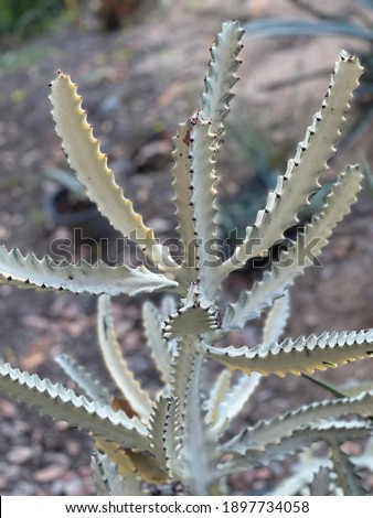 Euphorbia Lactea White Ghost Cactus, Dragon bone, or Euphorbiaceae. Selective focus