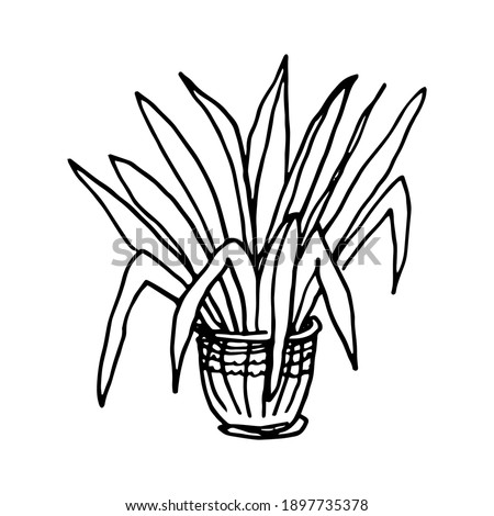 Flower in a pot. Single element. Garden plant, palm tree, succulent plant. Home flowers. Hand-drawn. Doodle, sketch, icon. Vector illustration for seasonal design, prints. On white background.