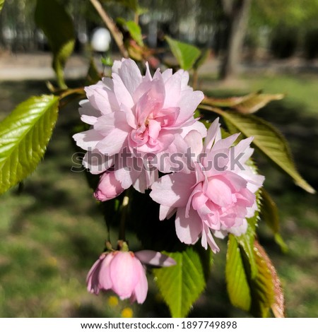 Macro photo sakura flowers.  Stock photo pink sakura flower