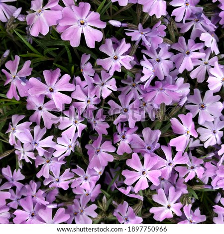 Macro photo viola plant flowers.  Stock photo lilac field  flower