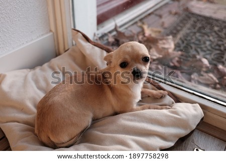 Closeup portrait of small funny beige mini chihuahua dog, puppy waiting near the window