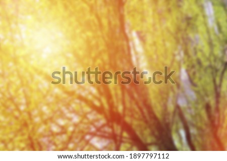 blurry image of leaves, good for background