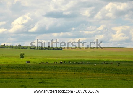 nature, forest, sky, the clouds, presentations