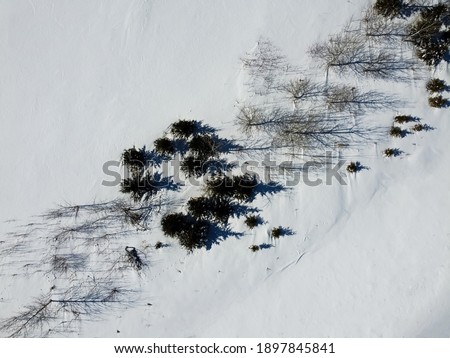Aerial top view of trees in a diagonal pattern and their shadows in winter , surrounded by snow. Kanata, Ottawa, Ontario, Canada
