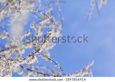 Cherry trees bloom in spring. White cherry blooming. Spring clear sunny blue sky day. Selective focus. Free space. 