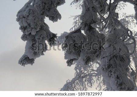 Beautiful forest in winter in the Urals, snow-covered branches of pines and firs. view from the mountain to the forest and the city. Russian Winte