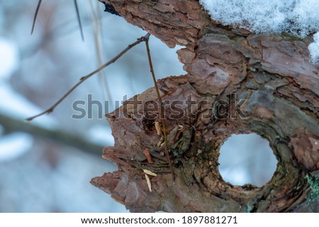 tree bark in winter in the forest
