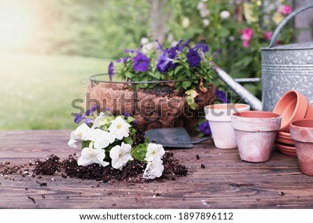 Outdoor garden bench with white and purple petunia flowers in front of a stand of hollyhock plants. Extreme shallow depth of field with selective focus on unpotted plant. Royalty-Free Stock Photo #1897896112