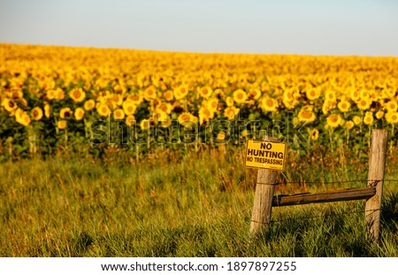 Fields of sunflowers growing in North Dakota