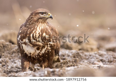 Common buzzard (Buteo buteo) in winter snow in natural habitat, hawk bird on the ground, predatory bird close up  Royalty-Free Stock Photo #1897912756
