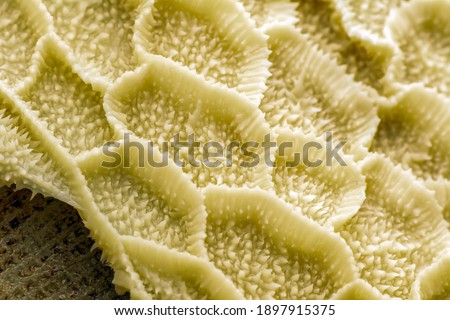 Close up cooked tripe on a white background