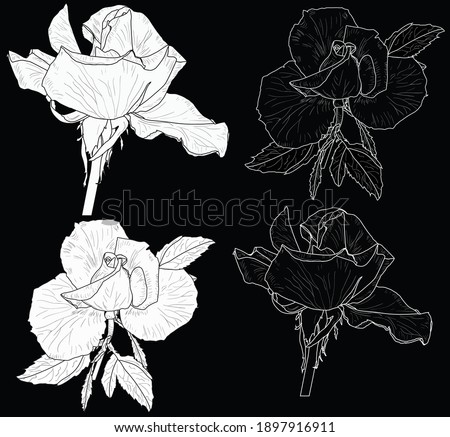 illustration with small rose sketches isolated on black background