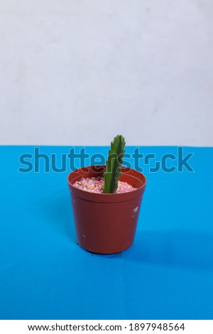 candlestick cactus with decorative stones ideal for desks