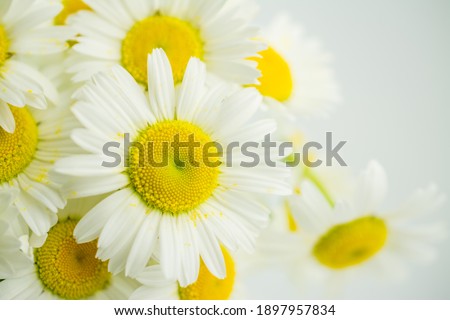 spring background  with white daisy flowers