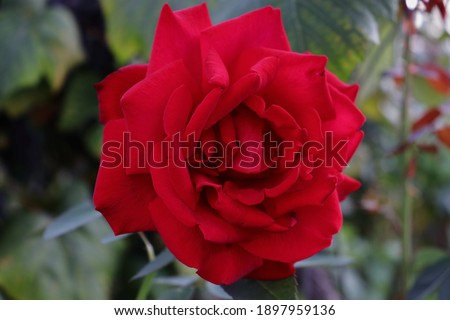 Romantic Red Rose. Beautiful soft petals image. Isolated composure of subject. Creative natural view. Beautiful and lovely image. Passionate feeling and emotional warmth.